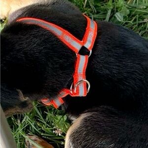 dog harness
